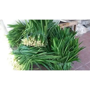 Trà gạo lứt đậu đen xanh lòng lá dứa rang thơm -1kg